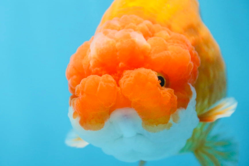 CHUBBY Red White Lionchu Female 5 inches #091225LC_04