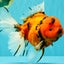 A Grade Tiger Oranda Female 7.5-8  inches #100226OR_34
