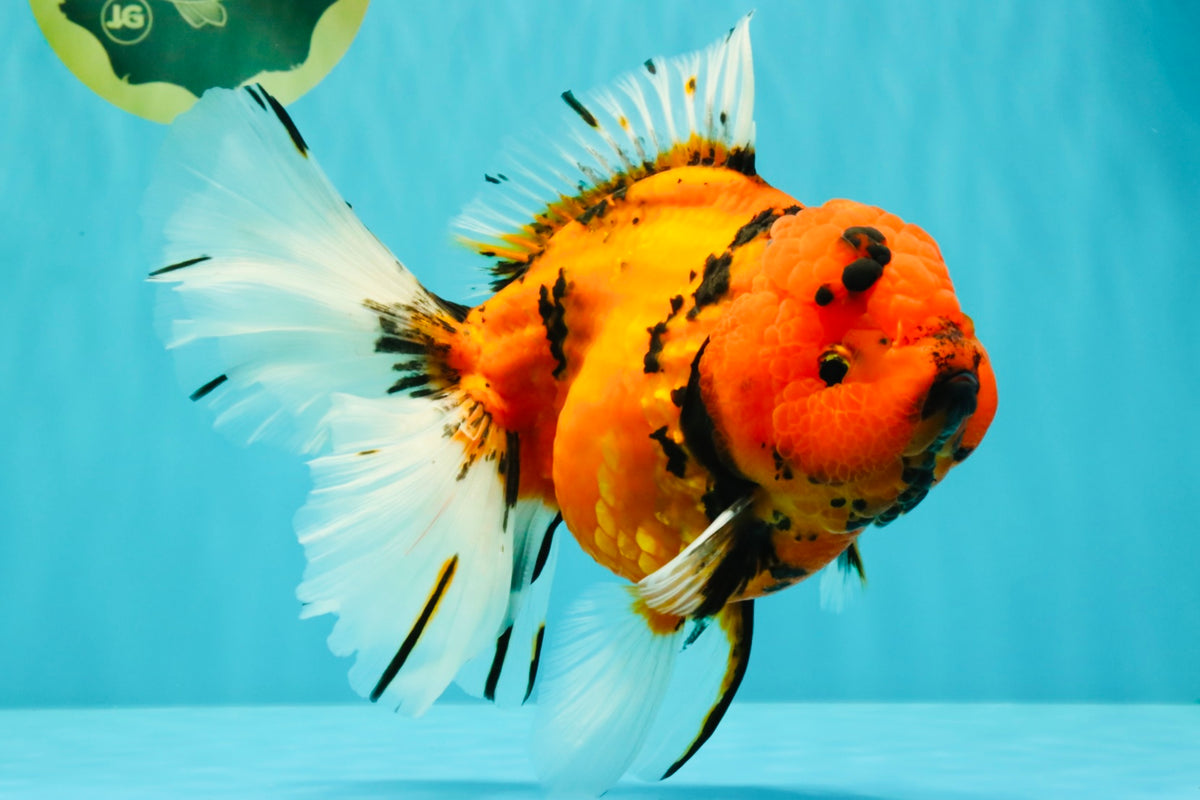 A Grade Tiger Oranda Female 7.5-8  inches #100226OR_34