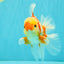 A Grade Kohaku Red White Oranda Male 6 inches #081426OR_09