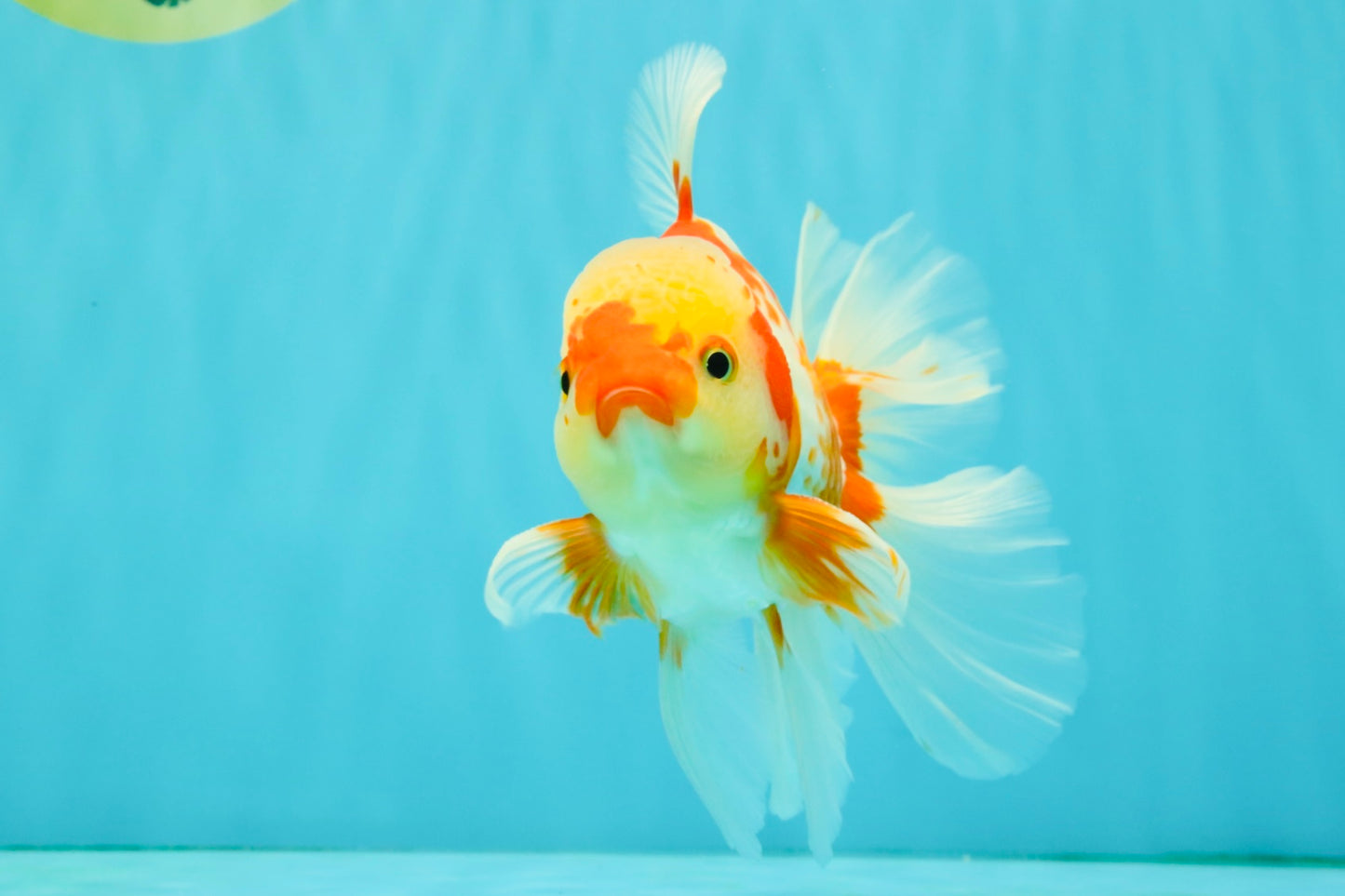 A Grade Kohaku Red White Oranda Male 6 inches #081426OR_09