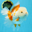 AAA Grade BEAUTY Red White Oranda Female 6.5 inches #100325OR_13