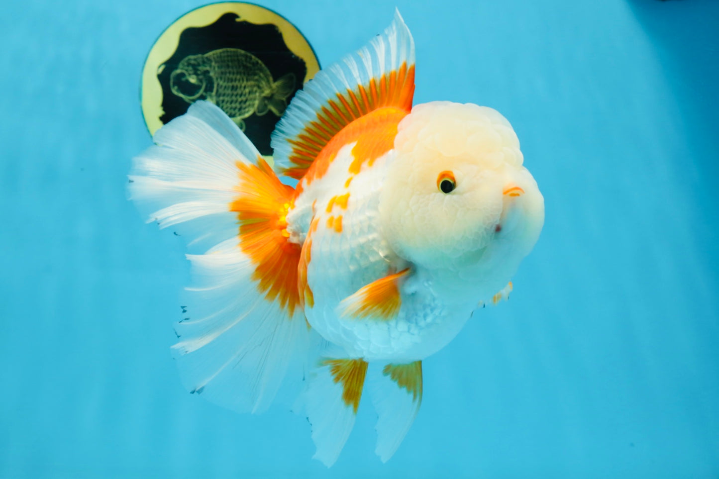 AAA Grade BEAUTY Red White Oranda Female 6.5 inches #100325OR_13