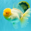 AAA Grade White Oranda Female 7-7.5 inches #032026OR_03