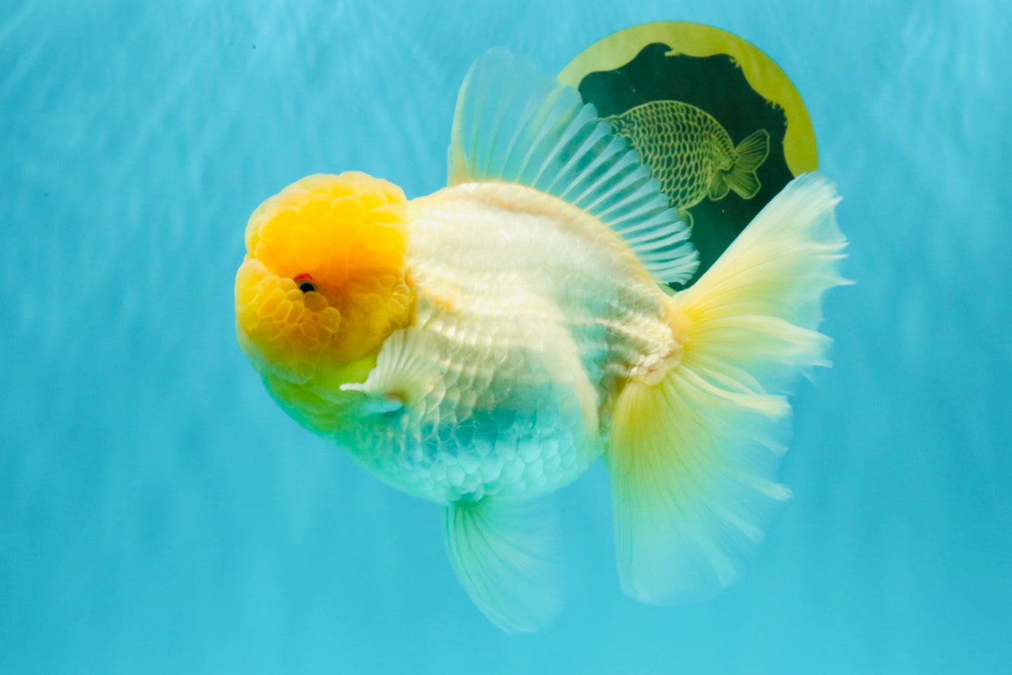 AAA Grade White Oranda Female 7-7.5 inches #032026OR_03