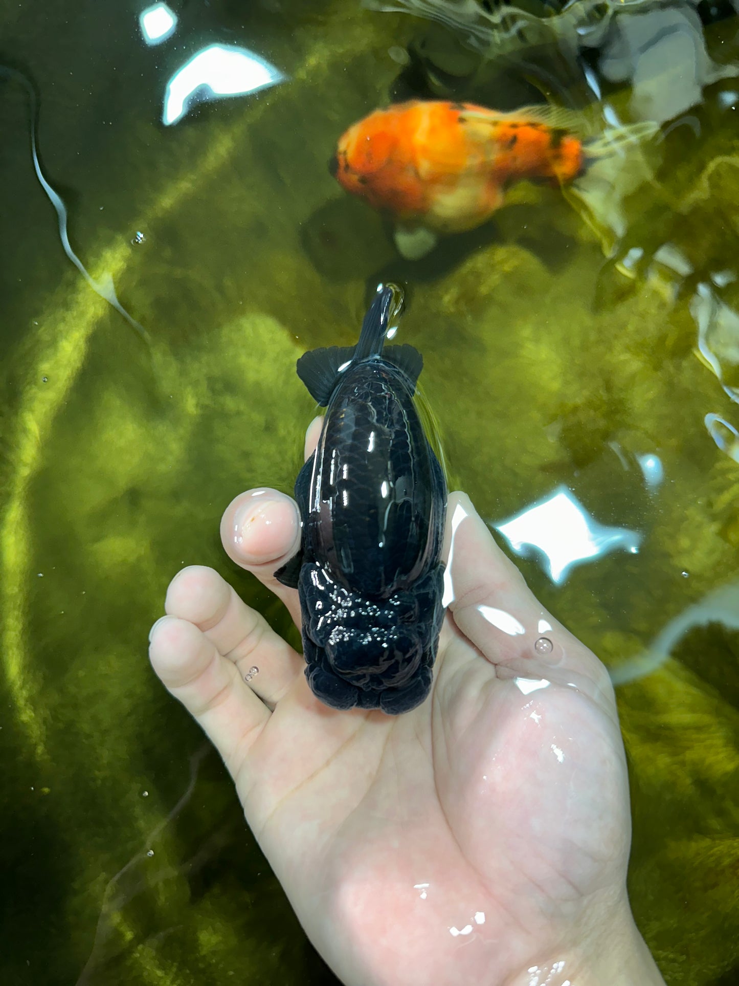 AAA Grade High Back Black LionQueen 4 inches #050925LC_10