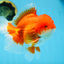 AAA Grade CHUNKY Godzilla Red White Oranda Male 6 inches #090525OR_10