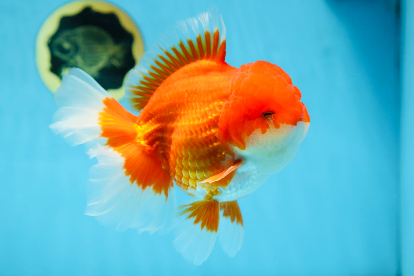 AAA Grade CHUNKY Godzilla Red White Oranda Male 6 inches #090525OR_10