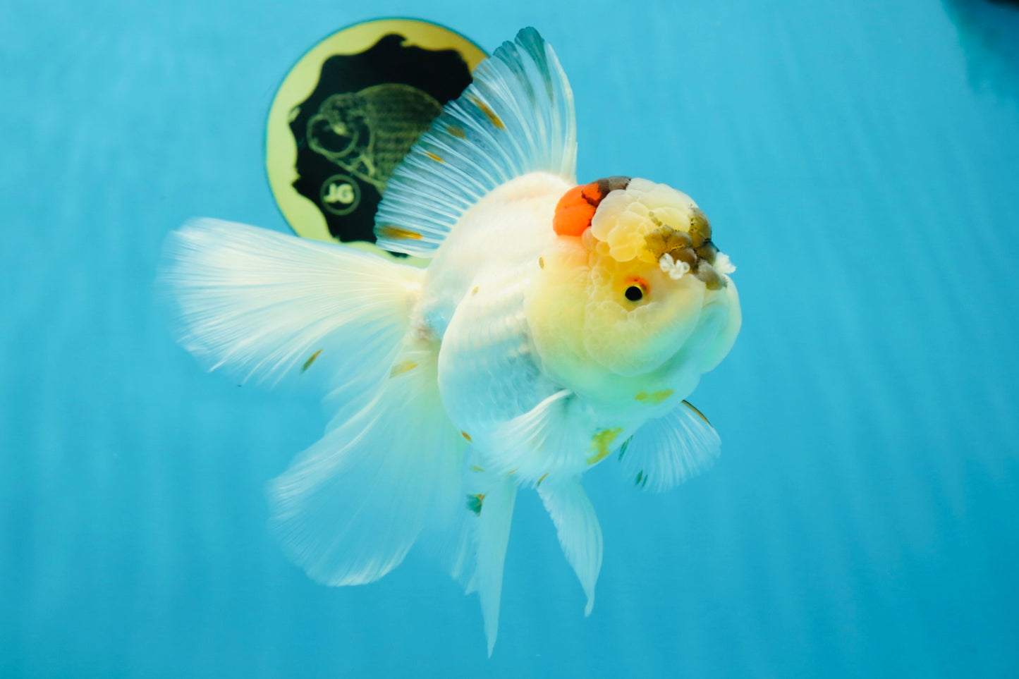 A Grade Unique Tricolor Oranda Female 6 inches #050225OR_03