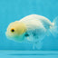 White Lionchu Female 4 inches #0927LC_18