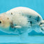 Blue Base Ocean Marble Ranchu Male 5 inches #011025RC_05