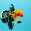 A Grade Tricolor Oranda Male 5.5 inches #112224OR_14