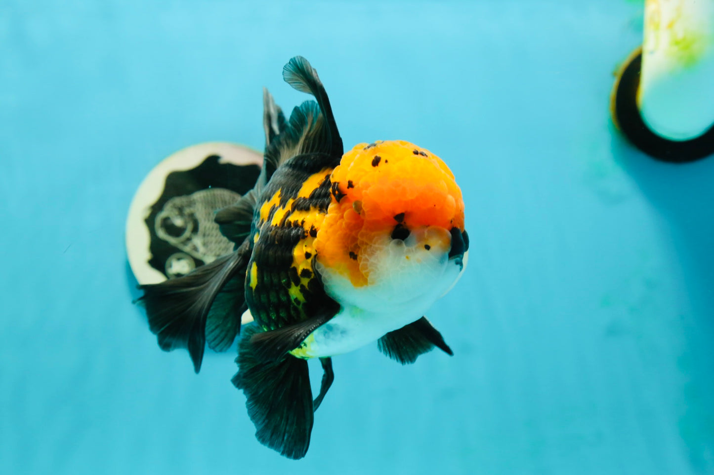 A Grade Tricolor Oranda Male 5.5 inches #112224OR_14