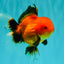 A Grade Apache Oranda Female 5 inches #100926OR_26