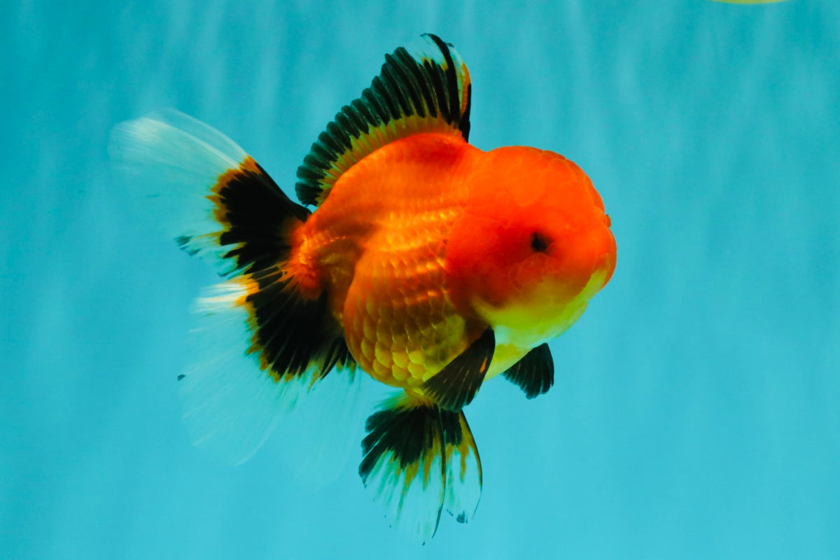 A Grade Apache Oranda Female 5 inches #100926OR_26