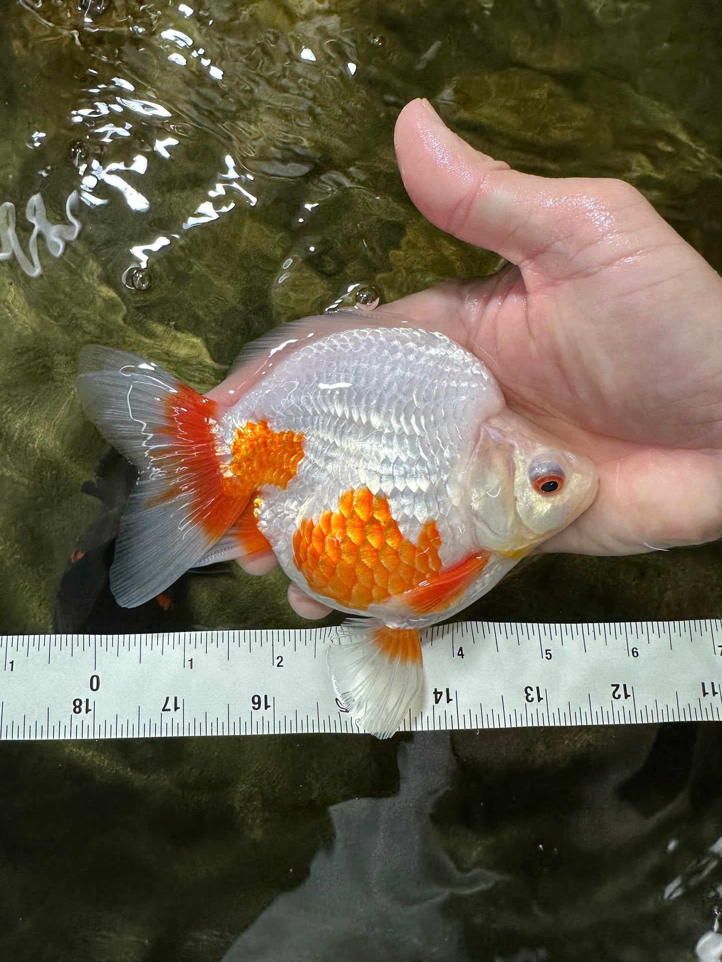 A Grade Red White Ryukin Female 5.5 inches #060625RK_31