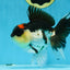 A Grade Tricolor Button Eyes Oranda Male 5.5 inches #080825OR_06