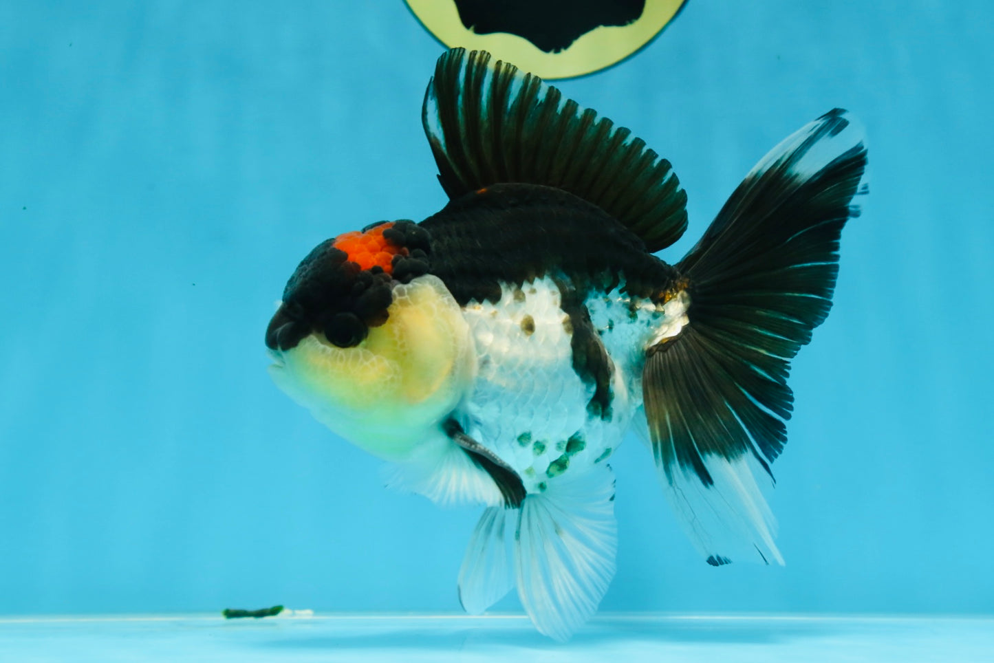 A Grade Tricolor Button Eyes Oranda Male 5.5 inches #080825OR_06