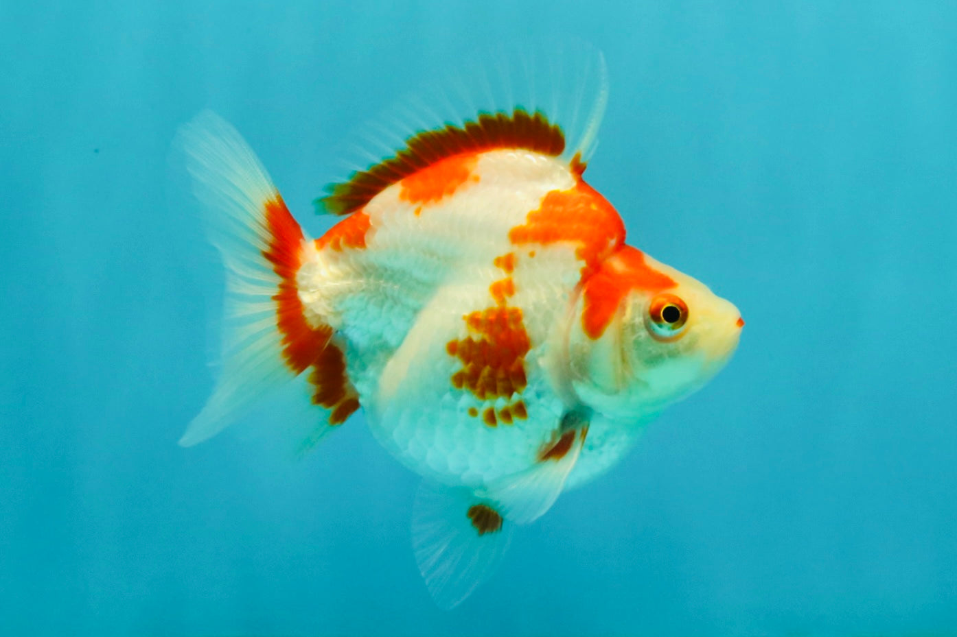 UNIQUE AAA Grade Red White Ryukin Female 4-4.5 inches #042426RK_01