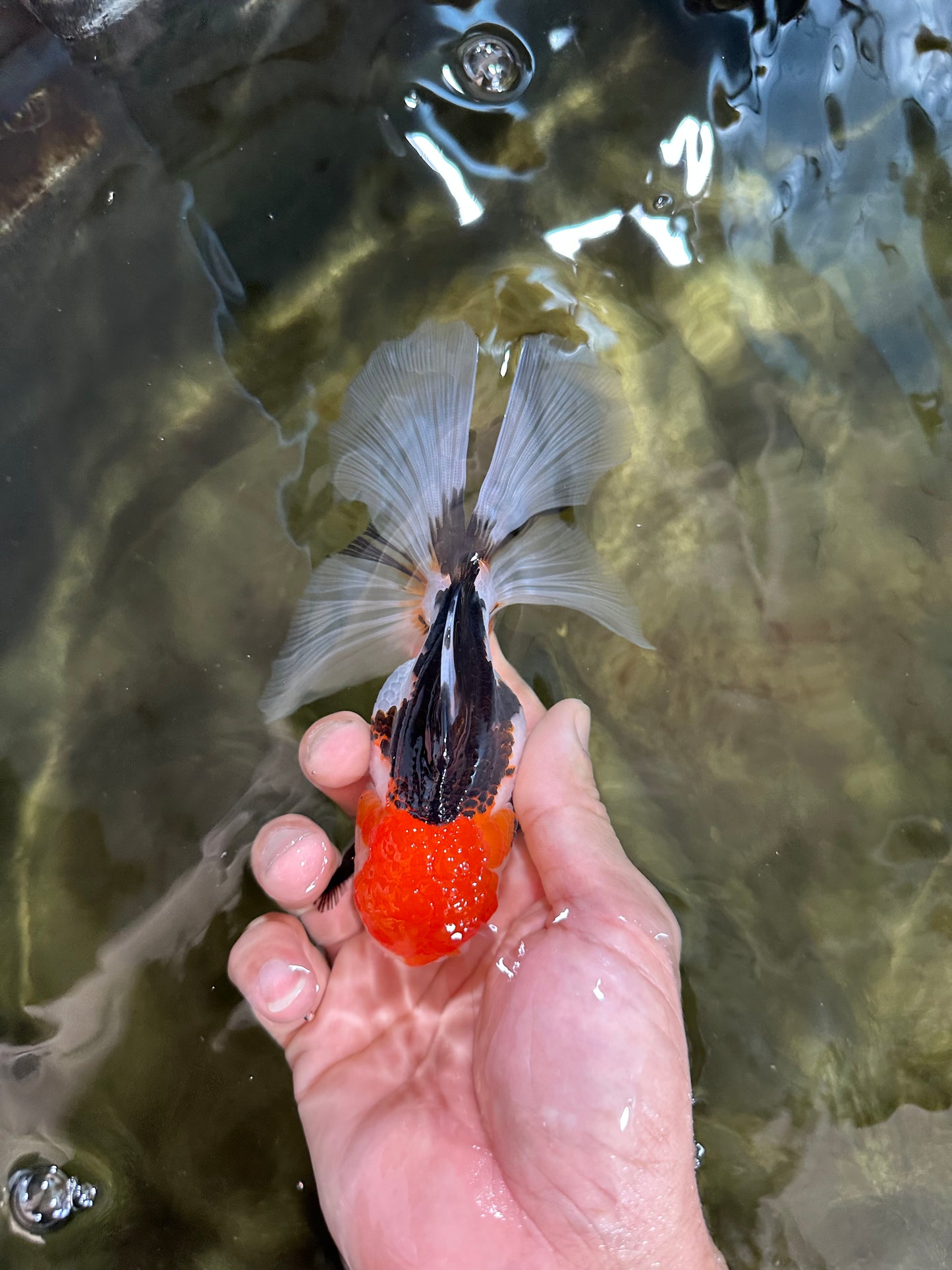 Tricolor Oranda Female 5.5 inches #091225OR_19