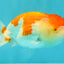 FLUFFY WEN A Grade Red White LionQueen Female 5 inches #051526LC_14