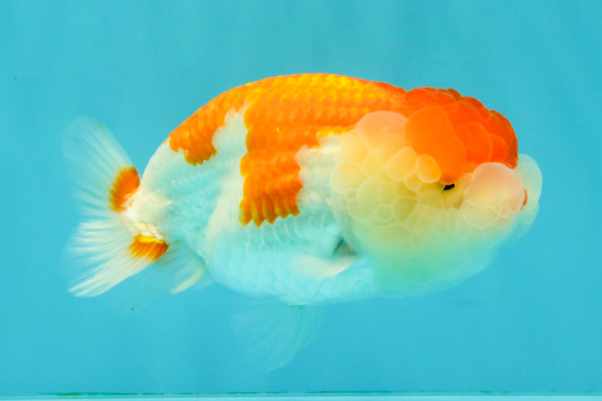 FLUFFY WEN A Grade Red White LionQueen Female 5 inches #051526LC_14