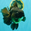 GODZILLA AAA Grade Black Oranda Male 6.5-7 inches #073126OR_01