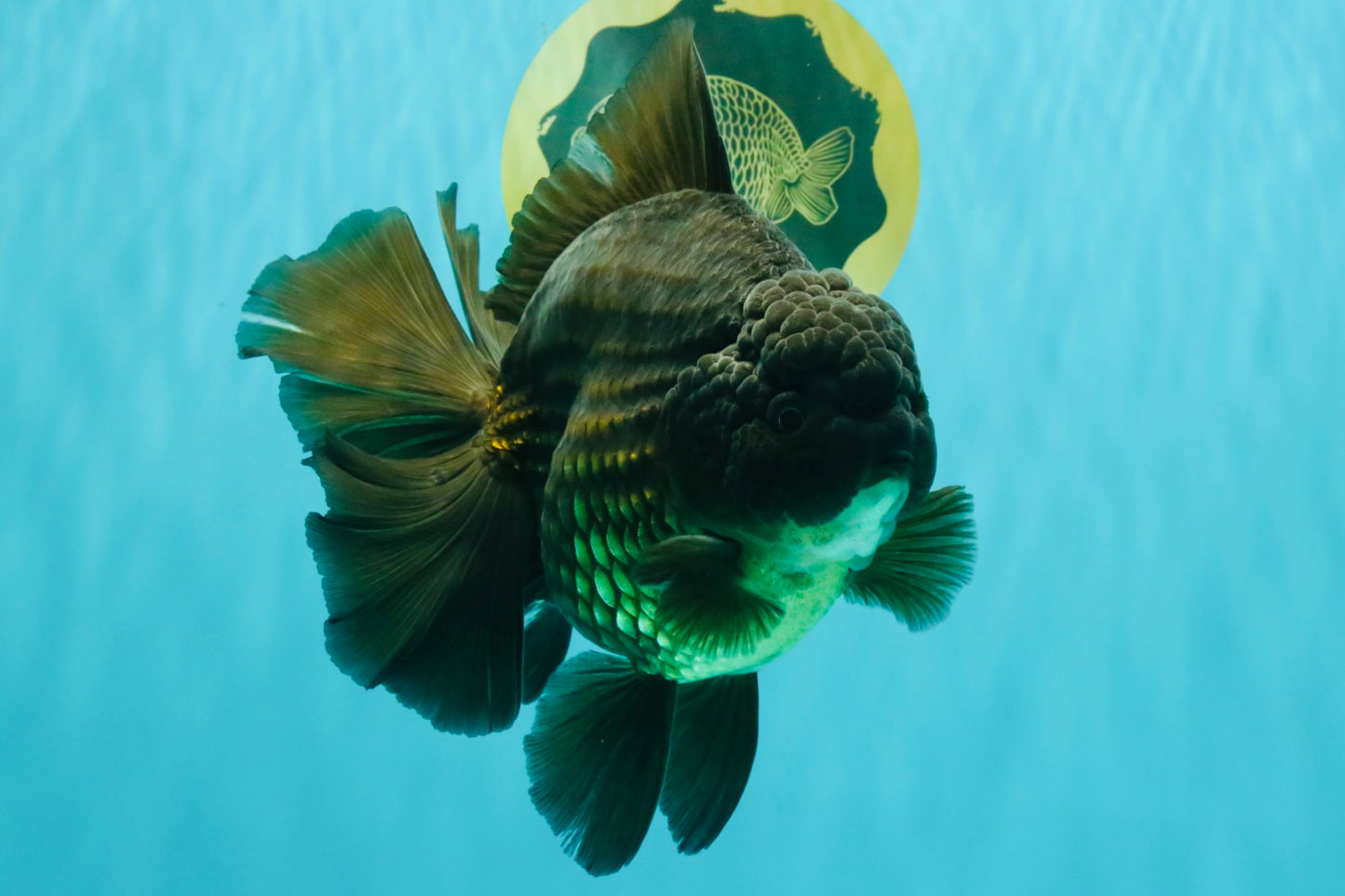 GODZILLA AAA Grade Black Oranda Male 6.5-7 inches #073126OR_01