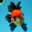 A Grade SUPER CUTE Apache Oranda Male 5.5 inches #072525OR_11
