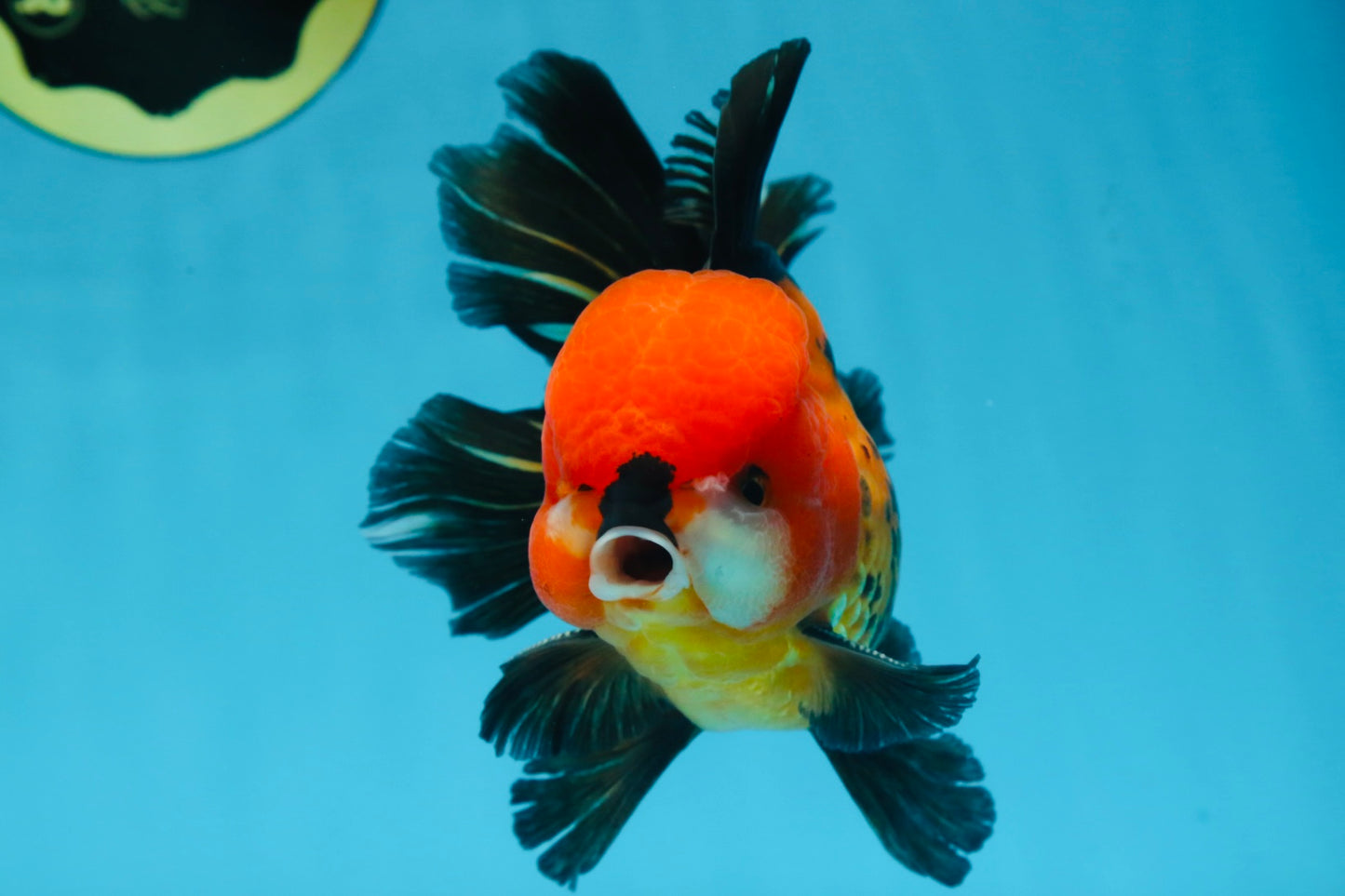 A Grade SUPER CUTE Apache Oranda Male 5.5 inches #072525OR_11