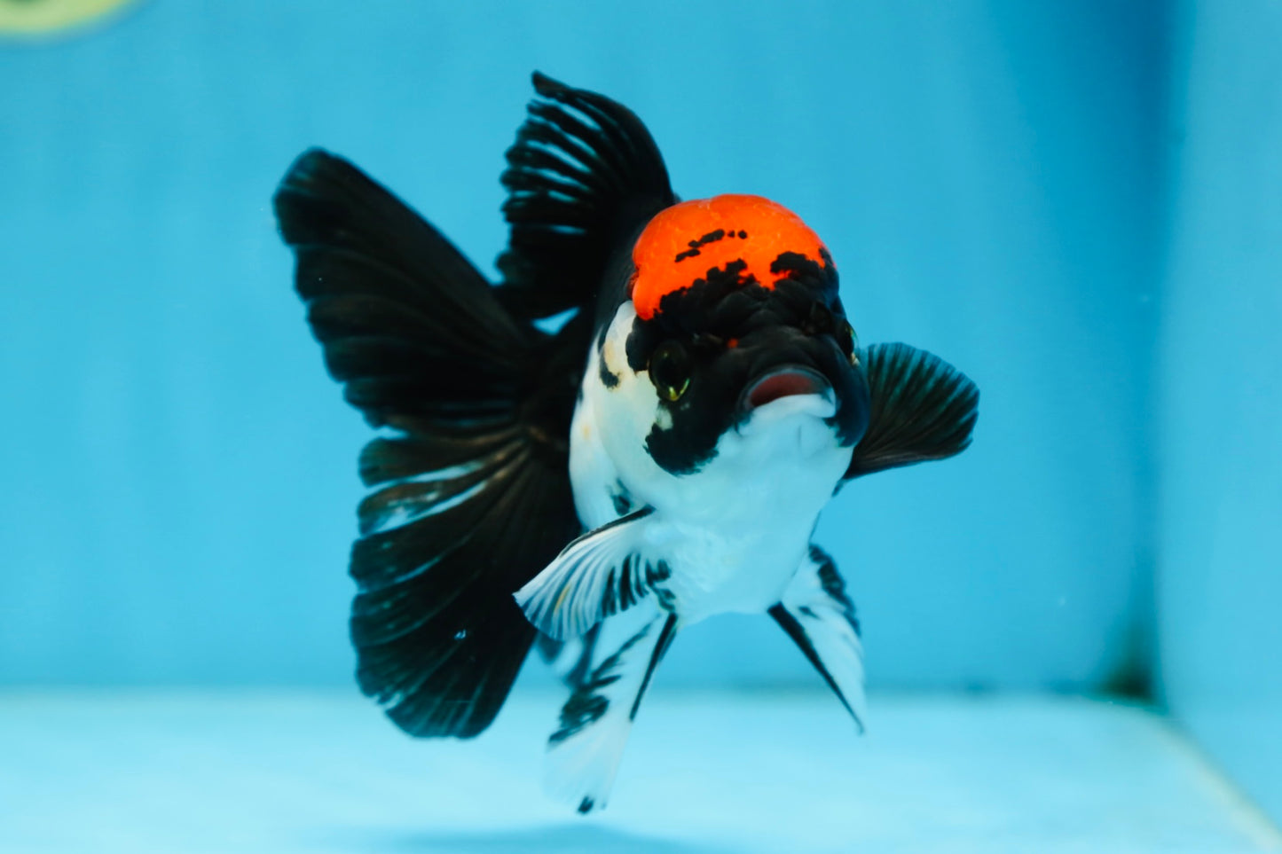 Tricolor Oranda Female 5 inches #091225OR_16