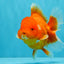 CHUBBY A Grade Red White Oranda Male 5-5.5 inches #040326OR_19