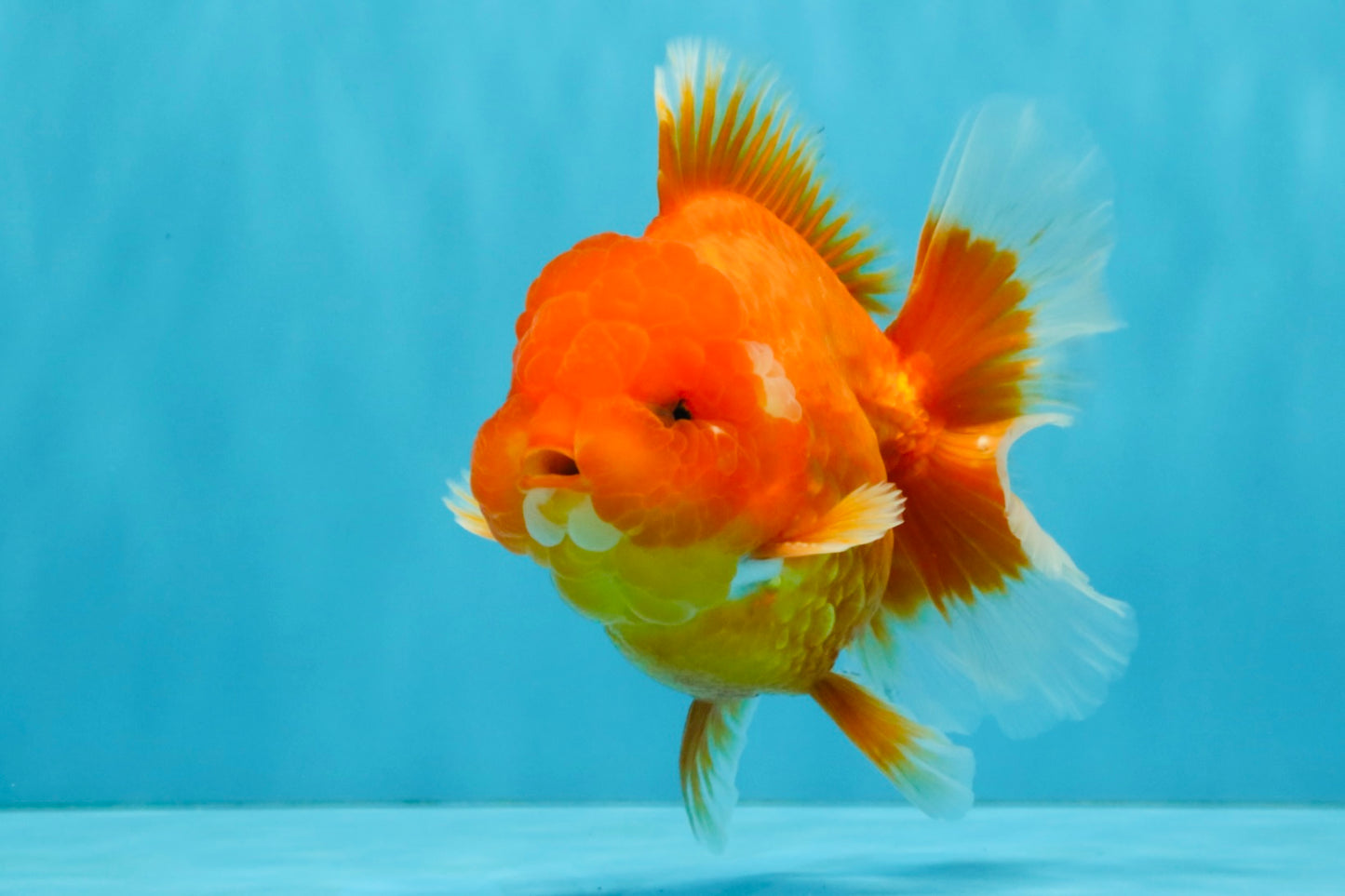 CHUBBY A Grade Red White Oranda Male 5-5.5 inches #040326OR_19