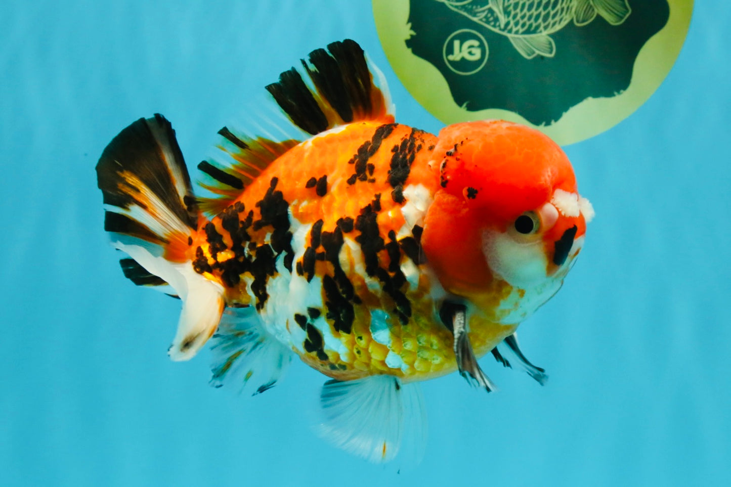 Pompom Tiger Yuanbao Male 5.5 inches #022726YB_07