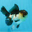 Panda Oranda mâle de qualité AAA 4,5-5 pouces #0906OR_33