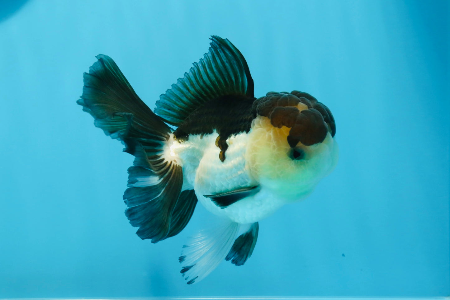 Panda Oranda mâle de qualité AAA 4,5-5 pouces #0906OR_33