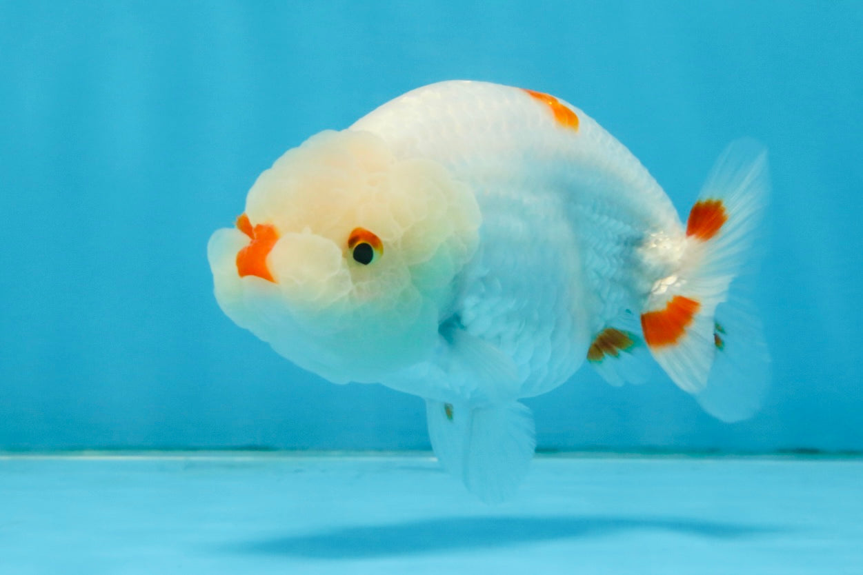 A Grade Red White LionQueen 4 inches #112125LC_09