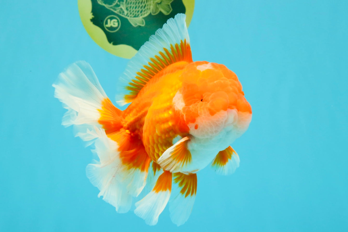 ANGER AAA Grade Red White Oranda Male 6 inches #032026OR_09