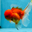 A Grade Gentle Giant Sakura Oranda Male 5.5-6 inches #062025OR_21