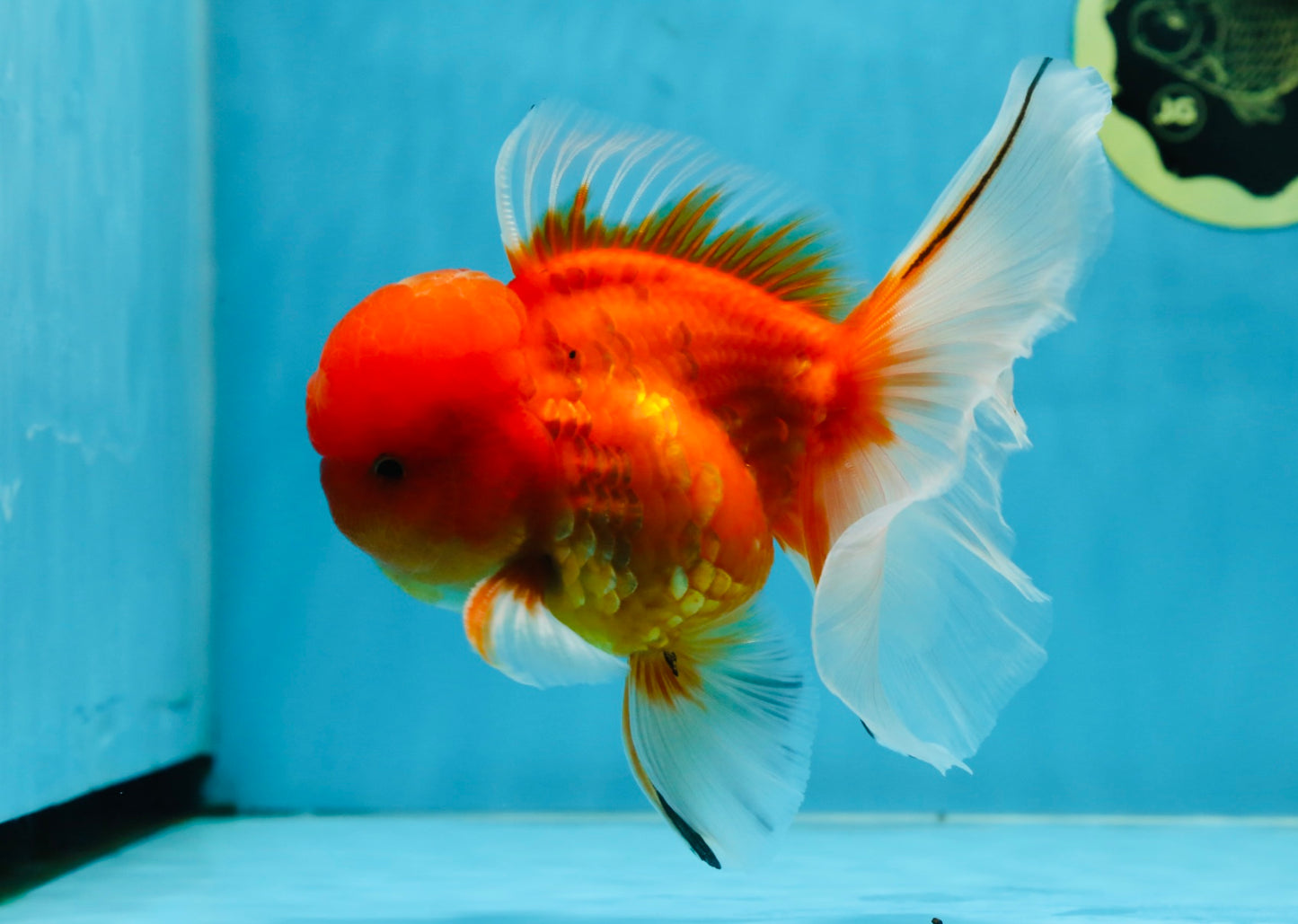 A Grade Gentle Giant Sakura Oranda Male 5.5-6 inches #062025OR_21