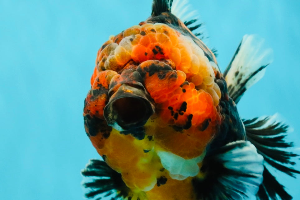 CHONKY AAA Grade Tiger Yuanbao Male 6 inches #032026YB_24