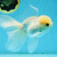 A Grade Lemonhead Button Eyes Oranda Male 5-5.5 inches #010325OR_10