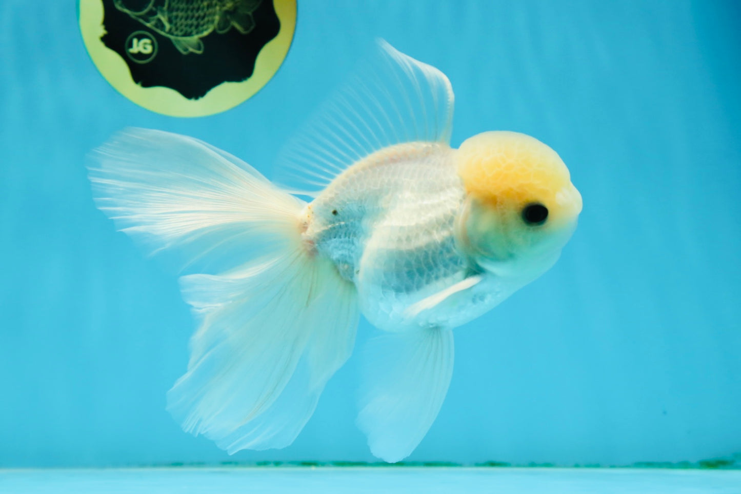 A Grade Lemonhead Button Eyes Oranda Male 5-5.5 inches #010325OR_10