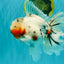A Grade Sakura Oranda Male 6.5 inches #071726OR_32