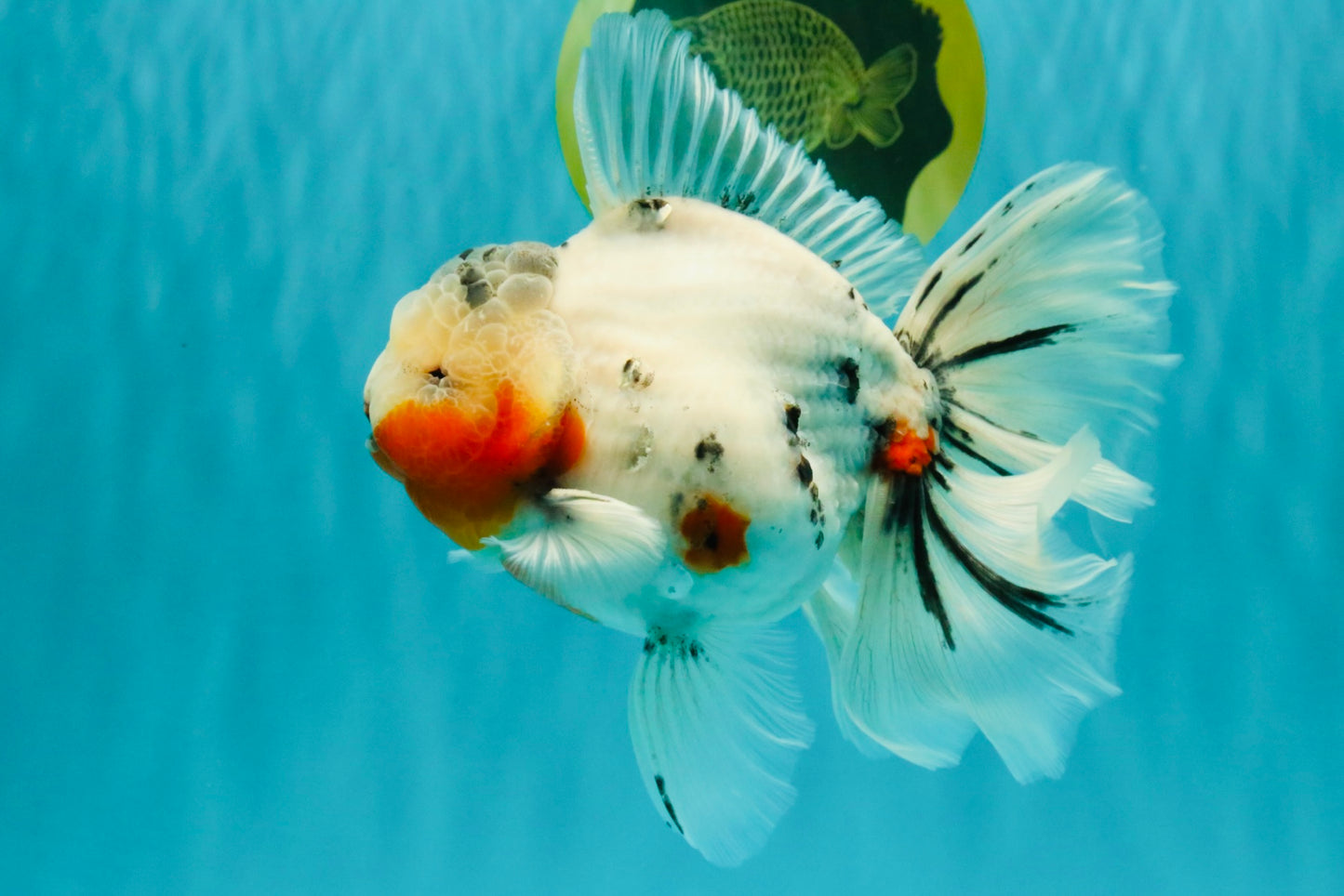 A Grade Sakura Oranda Male 6.5 inches #071726OR_32