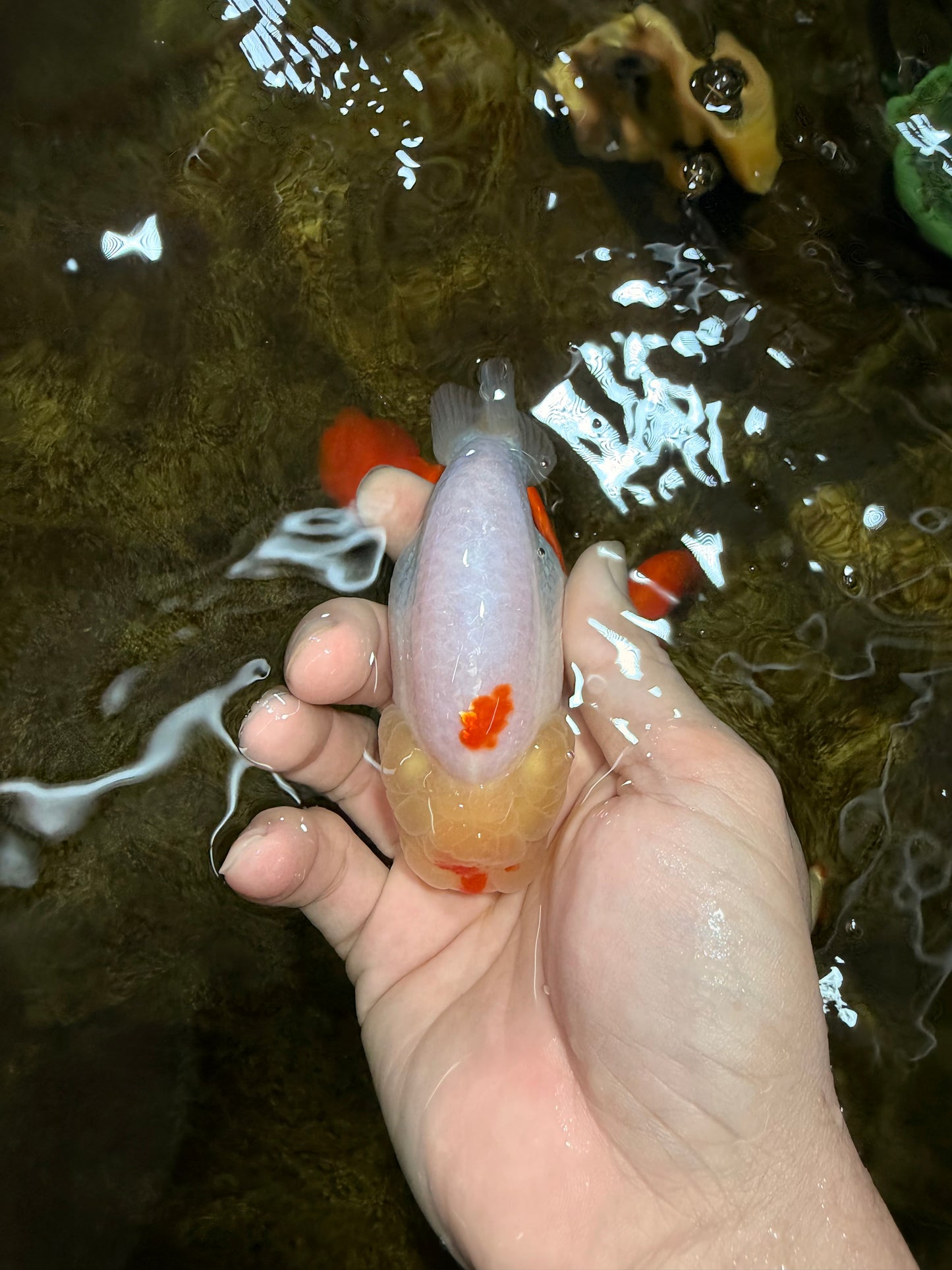 A Grade Red White LionQueen 4 inches #103125LC_21