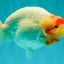 CHUBBY Red White Buffalo Ranchu Female 6 inch #092526RC_20