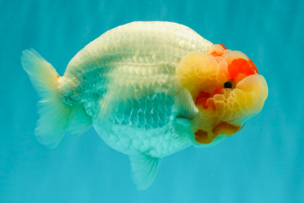 CHUBBY Red White Buffalo Ranchu Female 6 inch #092526RC_20
