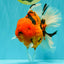 A Grade Super Big Body Tiger Oranda Male 6.5 inches #061926OR_04
