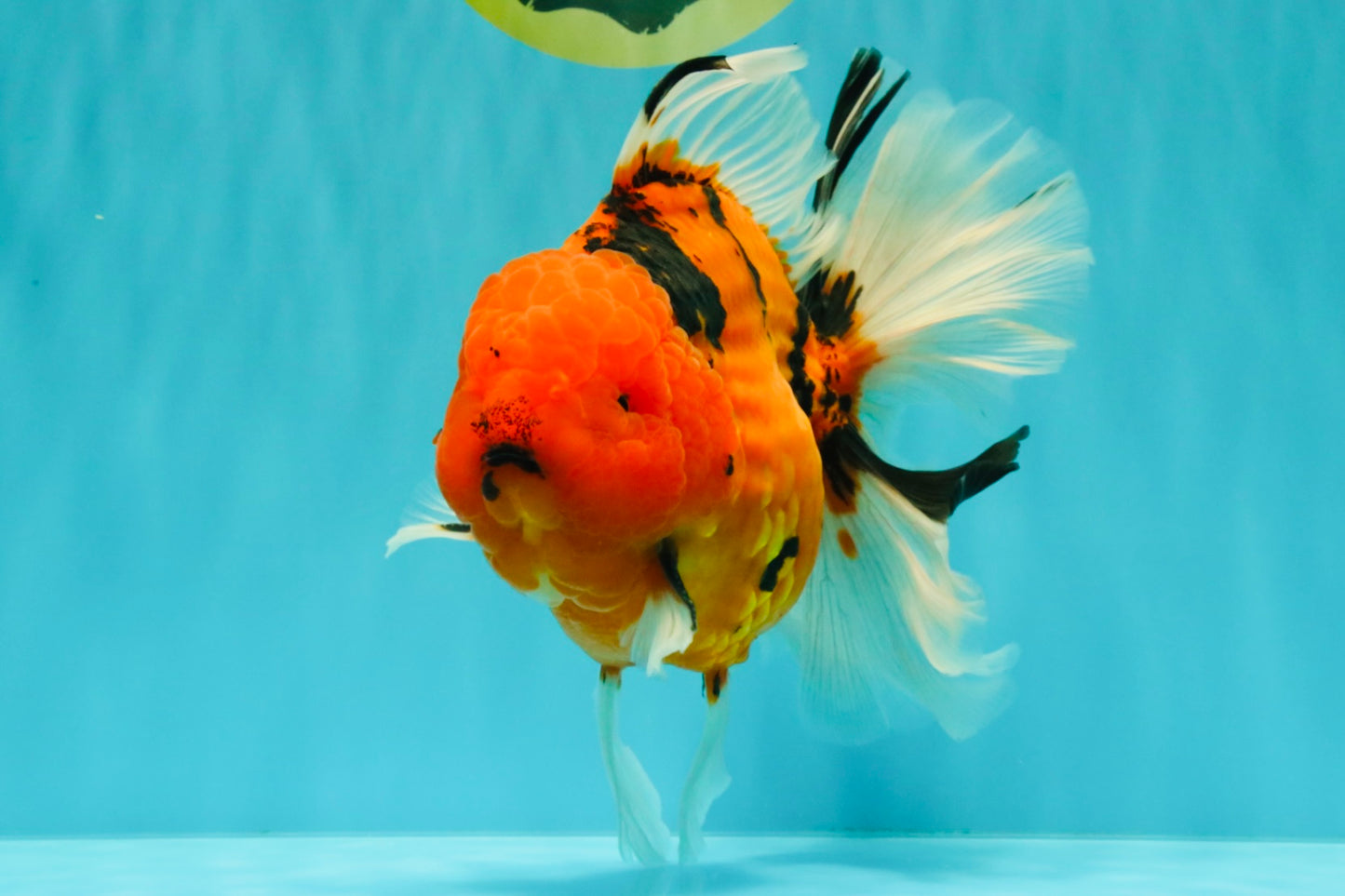 A Grade Super Big Body Tiger Oranda Male 6.5 inches #061926OR_04